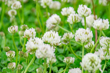 White clovers in the field
