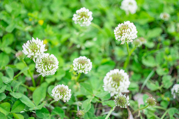 White clovers in the field