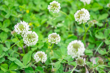 White clovers in the field