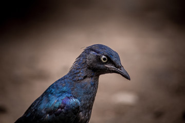 Blue Kestrel portrait - Kruger National Park - South Africa 