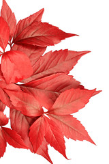 Red autumn leaves isolated on white background. Wild grape leaves