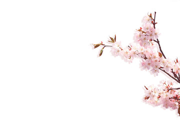 Branch of cherry blossoms isolated on white background. branch of a tree with blooming spring...