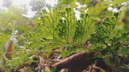 selaginella 