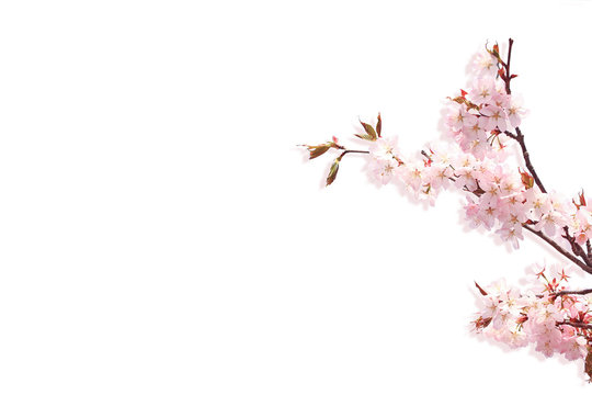 Branch of cherry blossoms isolated on white background. branch of a tree with blooming spring flowers