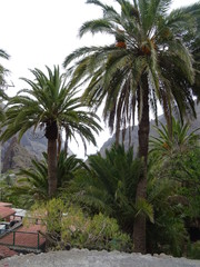 Fototapeta na wymiar Barranco de Masca, Tenerife
