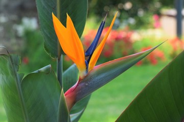 Beautiful summer exotic flower in Cyprus