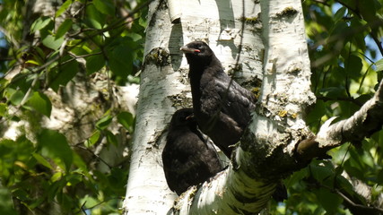 young crows 