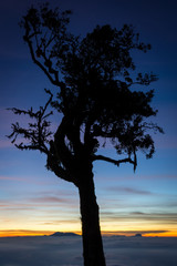 A silhouette of tree with colorful sunset or sunrise sky on campsite 7. Raung is the most challenging of all Java’s mountain trails, and the most active volcanoes on the island of Java in Indonesia.
