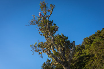 A tree on campsite 7 Mount Raung. Raung is the most challenging of all Java’s mountain trails, also is one of the most active volcanoes on the island of Java in Indonesia.
