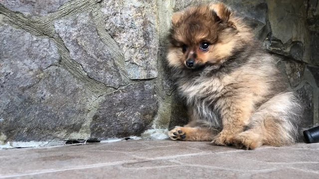  Sobaka "Pomeranskiy shpits" vo dvore. Molodoy shchenok s korichnevoy okraskoy sidit u steny.  Sobaka "Pomeranskiy shpits" vo dvore. Molodoy shchenok korichnevogo okrasa gryzet kost'.  Sobaka "Pomeran