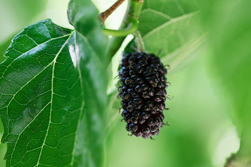 Ripe and fresh fruits of black mulberry ripened on a tree branch. Healthy food of juicy mulberry...