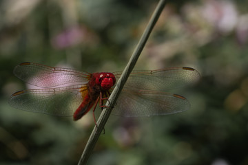 red dragon