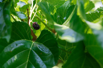 Ripe and fresh fruits of black mulberry ripened on a tree branch. Healthy food of juicy mulberry...