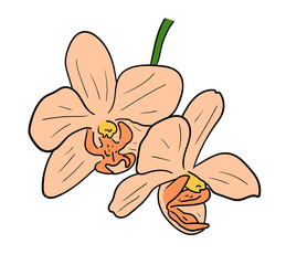Vector illustration, orange orchid flowers isolated on white background, outline hand painted drawing