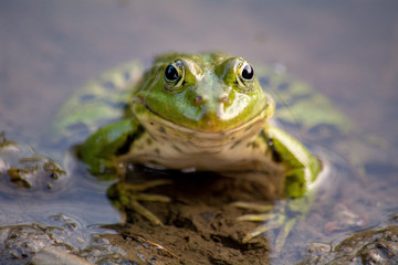 green frog