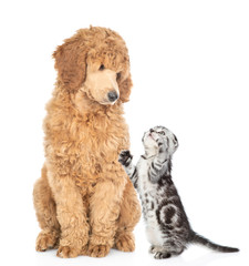 Playful kitten with young royal poodle sitting together. Isolated on white background