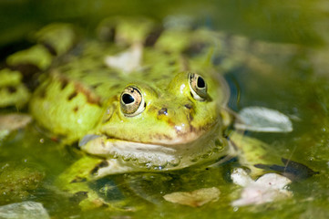 Männlicher Frosch schwimmt im Naturwasser in der Decksaison