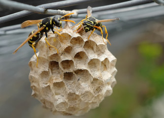 Two wasps in a nest