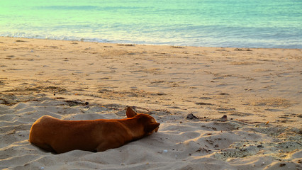 A brown dog is sleeping on sand beach on the morning.