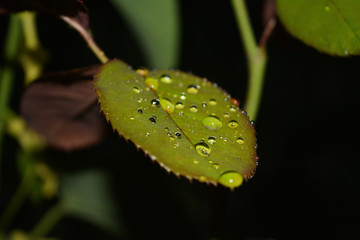 water drops on a leaf
