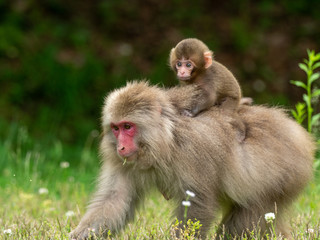 Japanese monkey parent and child