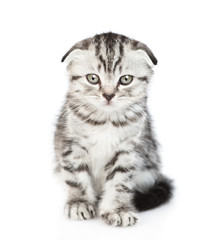 Tabby kitten sitting in front view and looking at camera. isolated on white background