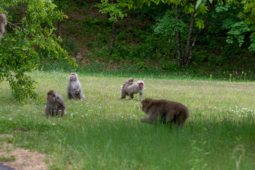 Japanese monkeys eating food in grass field