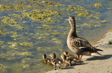 family of ducks