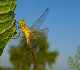dragonfly on green leaf