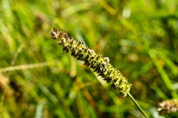 Close Up Of A Flower head