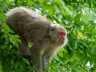 Japanese monkey on tree