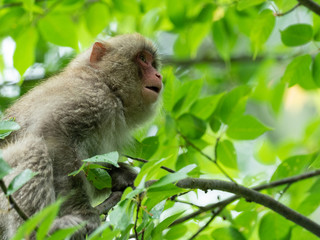 Japanese monkey on tree