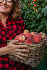 Young woman in a red shirt  pick up peaches in the garden of peach trees. 