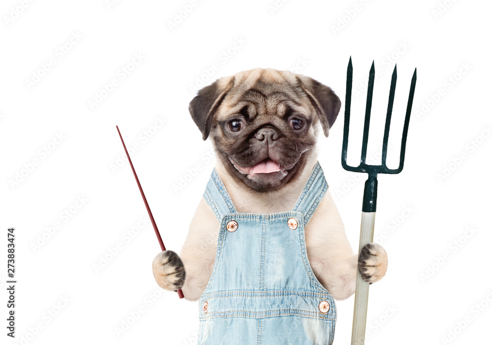 Poster Pug puppy farmer with pitchfork pointing on empty space. isolated on white background