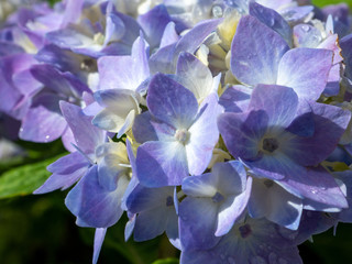 purple hydrangea flowers in the garden