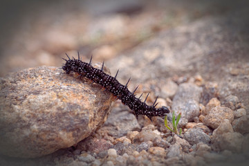 Oruga de mariposa