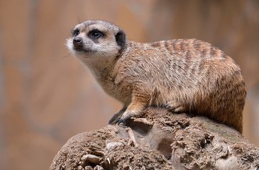 meerkat on guard