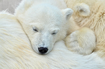 Obraz na płótnie Canvas The white bear is sleeping.