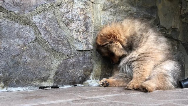  Sobaka "Pomeranskiy shpits" vo dvore. Molodoy shchenok s korichnevoy okraskoy sidit u steny.  Sobaka "Pomeranskiy shpits" vo dvore. Molodoy shchenok korichnevogo okrasa gryzet kost'.  Sobaka "Pomeran