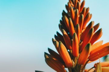 Close-up of a cluster of buds of an aloe arborescens plant
