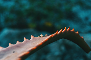 Detail of the leaf of a fleshy plant with serrated edge