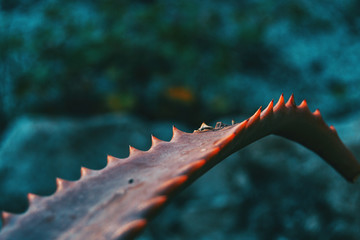 Detail of the leaf of a fleshy plant with serrated edge