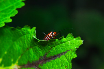 A red cotton bug on a leaf