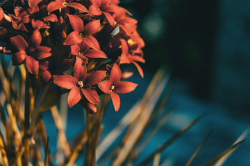 Detail of a bunch of red kalanchoe flowers