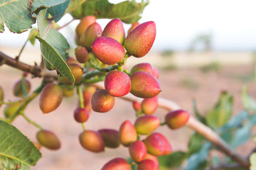 Kerman pistachio plant with fruits