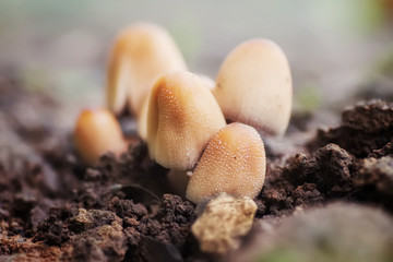 Small mushrooms on a glade in the sunlight