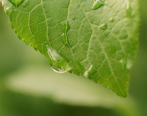 Big beautiful drop of transparent rain water on a green leaf, macro, blurred background.