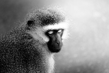 Velvet monkey - Kruger National Park - South Africa