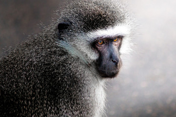 Velvet monkey - Kruger National Park - South Africa