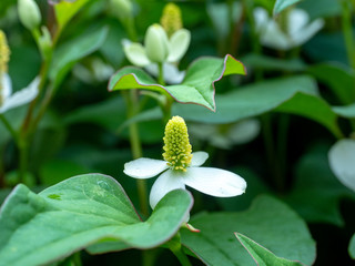 Houttuynia cordata flower